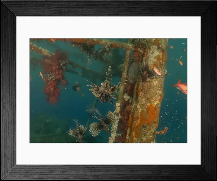 Framed Print : Lionfish in the Red Sea colorful fish, Eilat Israel