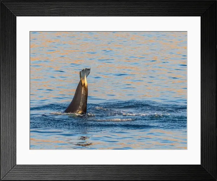 Framed Print : Killer whale female (Orcinus orca) Framed Print : Killer whale female (Orcinus orca)