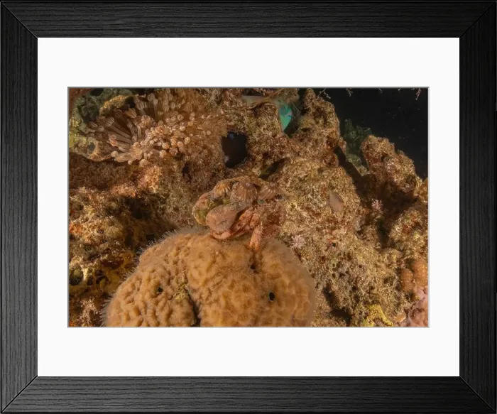 Framed Print : Hermit Crab in the Red Sea Colorful and beautiful, Eilat Israel Framed Print : Hermit Crab in the Red Sea Colorful and beautiful, Eilat Israel