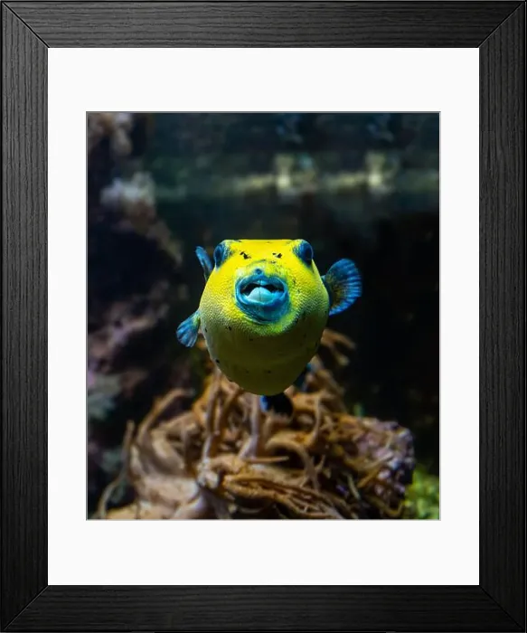 Framed Print : Yellow Blackspotted Puffer Or Dog-faced Puffer Fish Arothron Nigropunctatus Swimming In Water Framed Print : Yellow Blackspotted Puffer Or Dog-faced Puffer Fish Arothron Nigropunctatus Swimming In Water