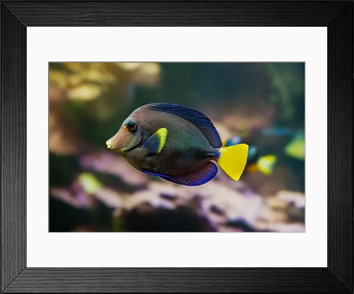 Framed Print : Purple tang fish Zebrasoma xanthurum Marine reef fish also known as Yellowtail Sailfin Tang Dist Red Sea Arabian Sea Framed Print : Purple tang fish Zebrasoma xanthurum Marine reef fish also known as Yellowtail Sailfin Tang Dist Red Sea Arabian Sea