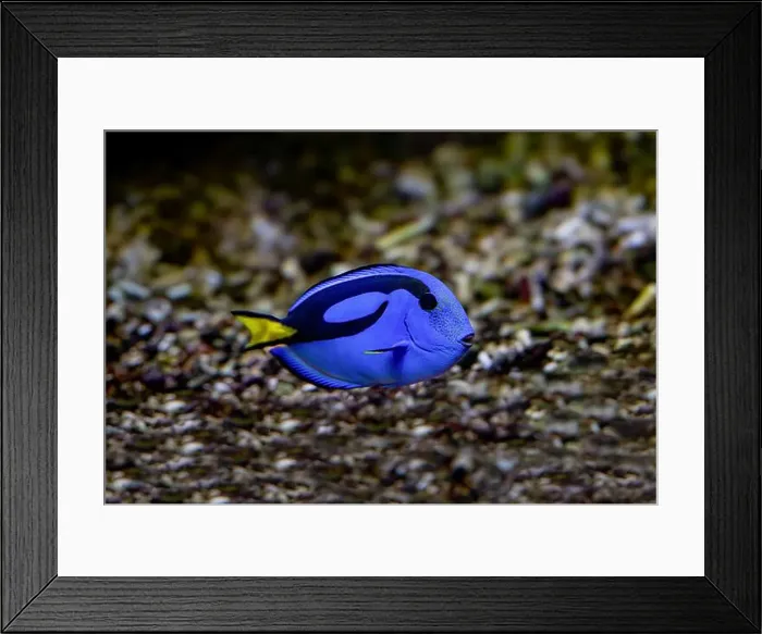 Framed Print : Blue Tang, Blue Hippo Tang or Palete Surgeonfish (Paracanthurus hepatus) Framed Print : Blue Tang, Blue Hippo Tang or Palete Surgeonfish (Paracanthurus hepatus)