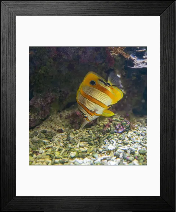 Framed Print : The copperband butterflyfish (Chelmon rostratus) Framed Print : The copperband butterflyfish (Chelmon rostratus)