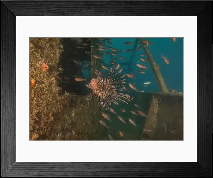 Framed Print : Lionfish in the Red Sea colorful fish, Eilat Israel Framed Print : Lionfish in the Red Sea colorful fish, Eilat Israel