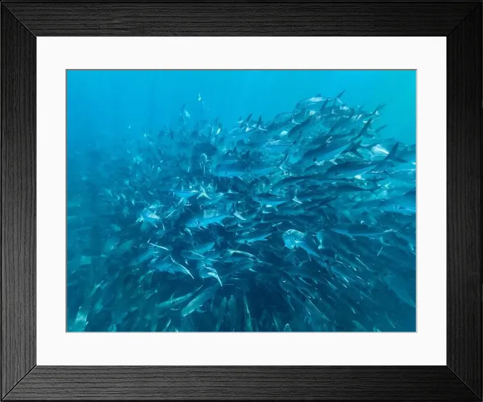 Framed Print : Bigeye Trevally (Caranx sexfasciatus) Framed Print : Bigeye Trevally (Caranx sexfasciatus)