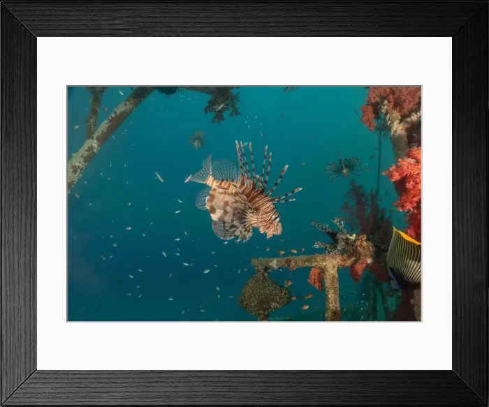 Framed Print : Lionfish in the Red Sea colorful fish, Eilat Israel Framed Print : Lionfish in the Red Sea colorful fish, Eilat Israel