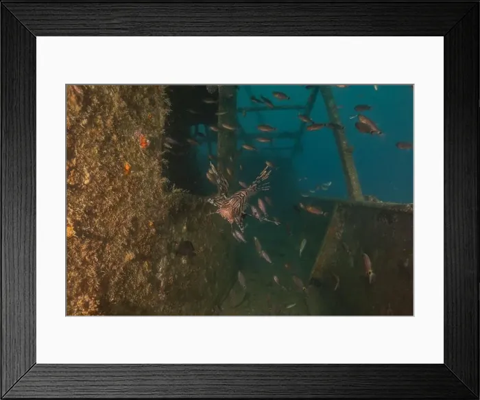 Framed Print : Lionfish in the Red Sea colorful fish, Eilat Israel Framed Print : Lionfish in the Red Sea colorful fish, Eilat Israel