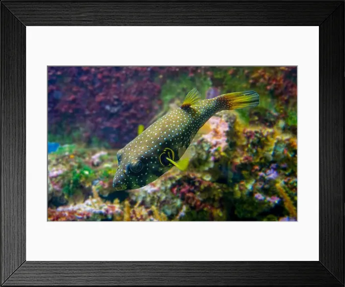 Framed Print : White-spotted puffer, Whitespotted blaasop or Stripedbelly blowfish (Arothron hispidus) Framed Print : White-spotted puffer, Whitespotted blaasop or Stripedbelly blowfish (Arothron hispidus)