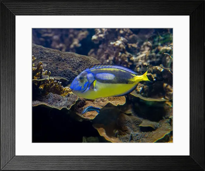 Framed Print : Blue Tang, Blue Hippo Tang or Palete Surgeonfish (Paracanthurus hepatus) Framed Print : Blue Tang, Blue Hippo Tang or Palete Surgeonfish (Paracanthurus hepatus)