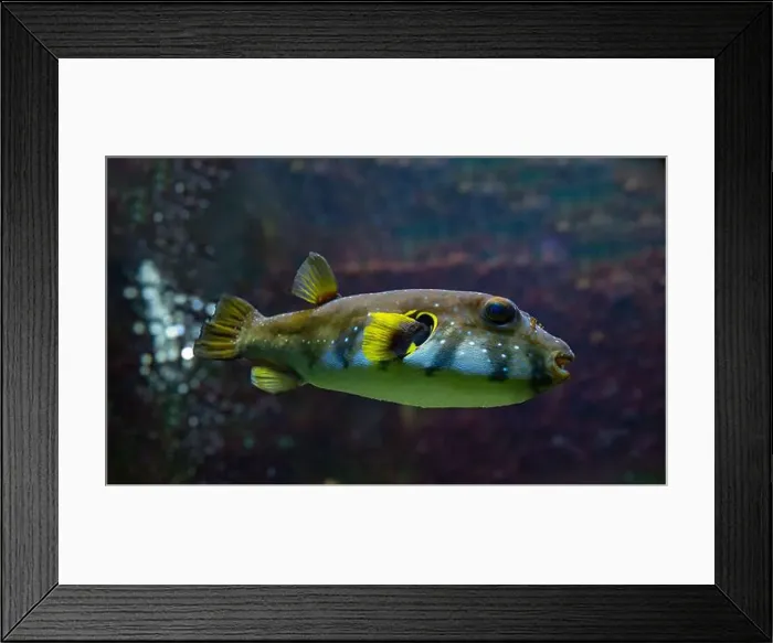 Framed Print : White-spotted puffer, Whitespotted blaasop or Stripedbelly blowfish (Arothron hispidus) Framed Print : White-spotted puffer, Whitespotted blaasop or Stripedbelly blowfish (Arothron hispidus)