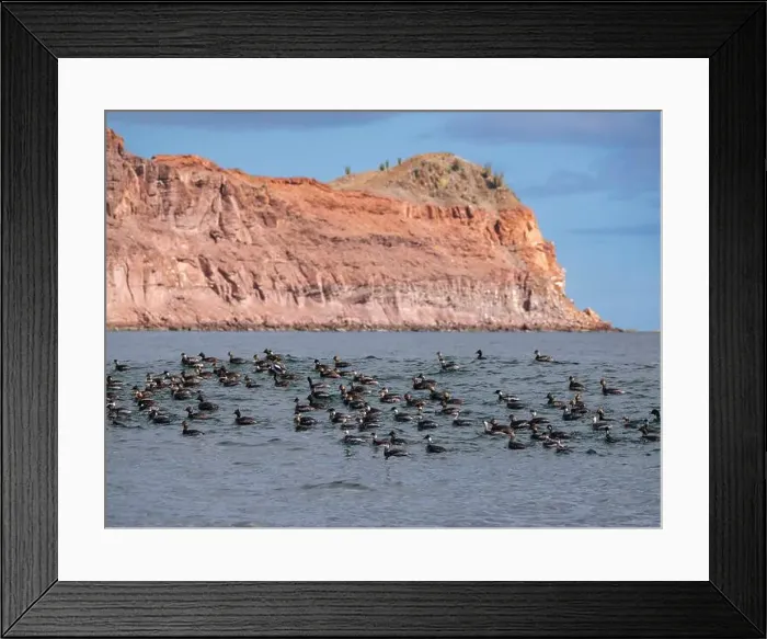 Framed Print : Eared grebes (Podiceps nigricollis) Framed Print : Eared grebes (Podiceps nigricollis)