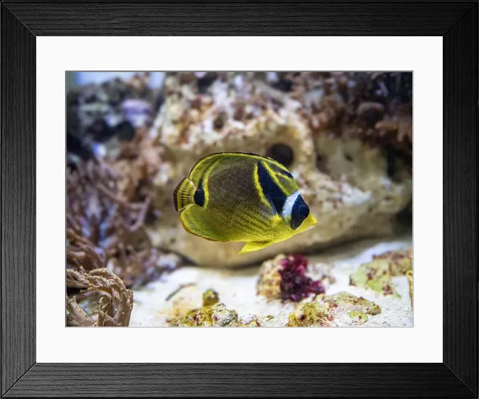 Framed Print : Close-up portrait of a racoon butterflyfish (Chaetodon lunula) Framed Print : Close-up portrait of a racoon butterflyfish (Chaetodon lunula)
