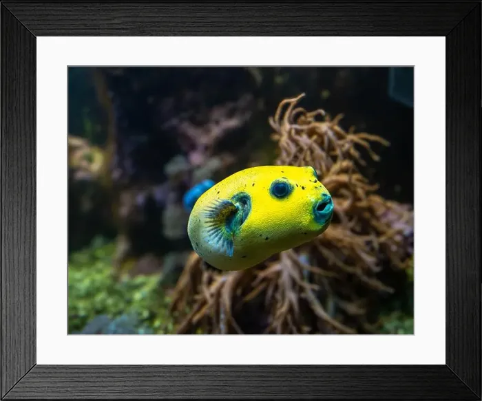 Framed Print : Yellow Blackspotted Puffer Or Dog-faced Puffer Fish Arothron Nigropunctatus Swimming In Water Framed Print : Yellow Blackspotted Puffer Or Dog-faced Puffer Fish Arothron Nigropunctatus Swimming In Water