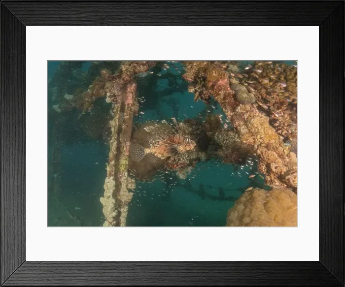 Framed Print : Lionfish in the Red Sea colorful fish, Eilat Israel Framed Print : Lionfish in the Red Sea colorful fish, Eilat Israel