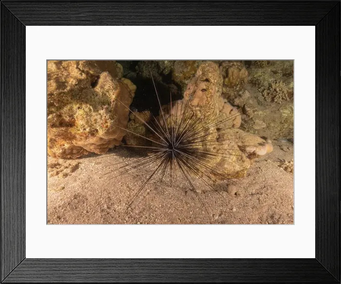 Framed Print : Red Sea Urchin in the Red Sea Colorful and beautiful, Eilat Israel