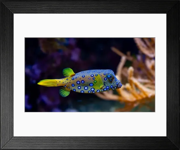 Framed Print : Yellow boxfish (Ostracion cubicum) is a species of boxfish found in reefs throughout the Pacific Ocean and Indian Ocean Framed Print : Yellow boxfish (Ostracion cubicum) is a species of boxfish found in reefs throughout the Pacific Ocean and Indian Ocean