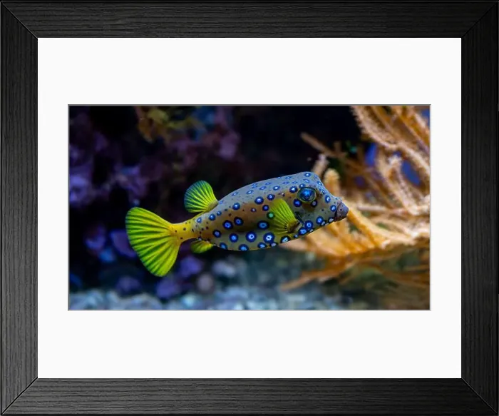 Framed Print : Yellow boxfish (Ostracion cubicum) is a species of boxfish found in reefs throughout the Pacific Ocean and Indian Ocean Framed Print : Yellow boxfish (Ostracion cubicum) is a species of boxfish found in reefs throughout the Pacific Ocean and Indian Ocean