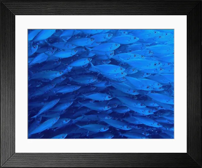 Framed Print : School of fish with many small fish in the sea of Curacao Framed Print : School of fish with many small fish in the sea of Curacao