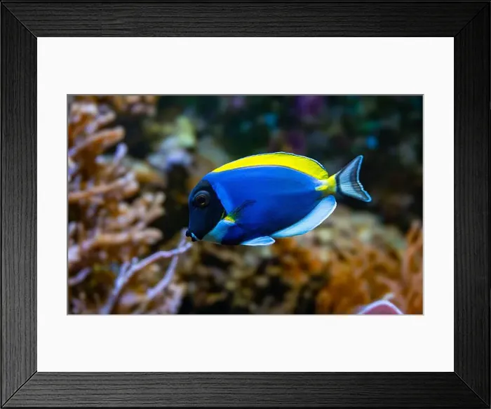 Framed Print : Powderblue surgeonfish, Acanthurus leucosternon / Weißkehl-Doktorfisch Framed Print : Powderblue surgeonfish, Acanthurus leucosternon / Weißkehl-Doktorfisch