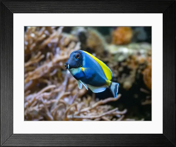 Framed Print : Powderblue surgeonfish, Acanthurus leucosternon / Weißkehl-Doktorfisch Framed Print : Powderblue surgeonfish, Acanthurus leucosternon / Weißkehl-Doktorfisch