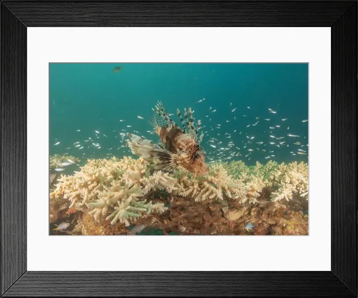 Framed Print : Lionfish in the Red Sea colorful fish, Eilat Israel