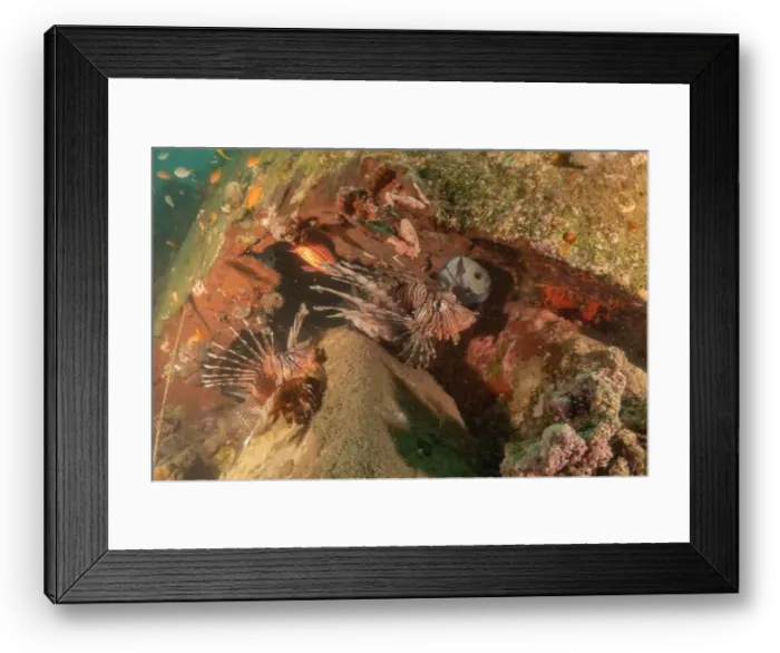Framed Print : Lionfish in the Red Sea colorful fish, Eilat Israel Framed Print : Lionfish in the Red Sea colorful fish, Eilat Israel
