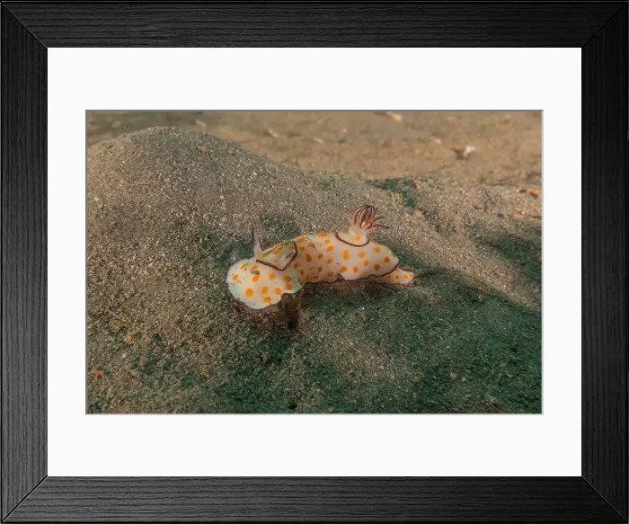 Framed Print : Sea Slug in the Red Sea Colorful and beautiful, Eilat Israel Framed Print : Sea Slug in the Red Sea Colorful and beautiful, Eilat Israel