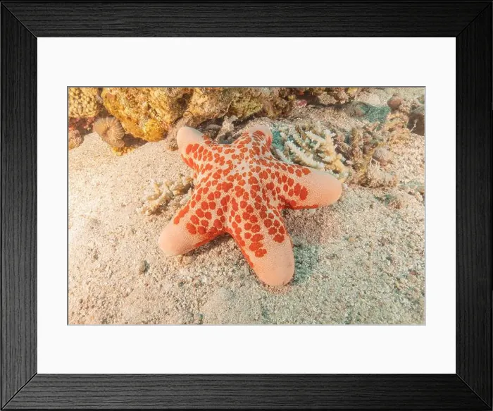 Framed Print : Starfish On the seabed in the Red Sea, Eilat Israel Framed Print : Starfish On the seabed in the Red Sea, Eilat Israel