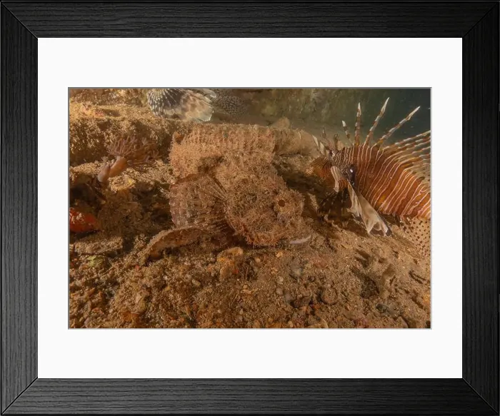 Framed Print : Lionfish in the Red Sea colorful fish, Eilat Israel Framed Print : Lionfish in the Red Sea colorful fish, Eilat Israel
