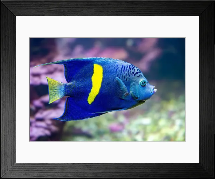 Framed Print : Yellowbar or Red Sea Angelfish (Pomacanthus maculosus) Framed Print : Yellowbar or Red Sea Angelfish (Pomacanthus maculosus)