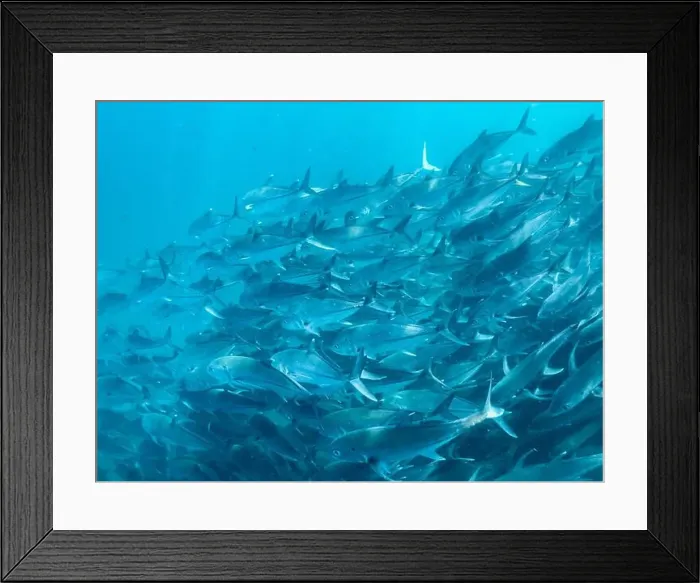 Framed Print : Bigeye Trevally (Caranx sexfasciatus) Framed Print : Bigeye Trevally (Caranx sexfasciatus)