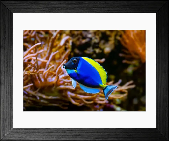 Framed Print : Powderblue surgeonfish, Acanthurus leucosternon / Weißkehl-Doktorfisch Framed Print : Powderblue surgeonfish, Acanthurus leucosternon / Weißkehl-Doktorfisch