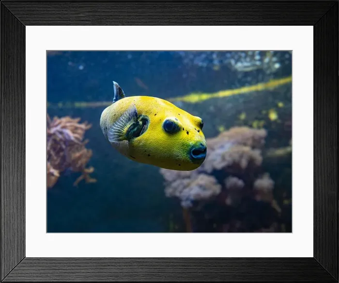 Framed Print : Yellow Blackspotted Puffer Or Dog-faced Puffer Fish Arothron Nigropunctatus Swimming In Water Framed Print : Yellow Blackspotted Puffer Or Dog-faced Puffer Fish Arothron Nigropunctatus Swimming In Water