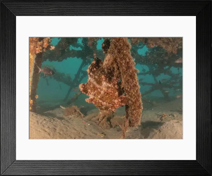 Framed Print : Frogfish swim in the Red Sea, colorful fish, Eilat Israel Framed Print : Frogfish swim in the Red Sea, colorful fish, Eilat Israel