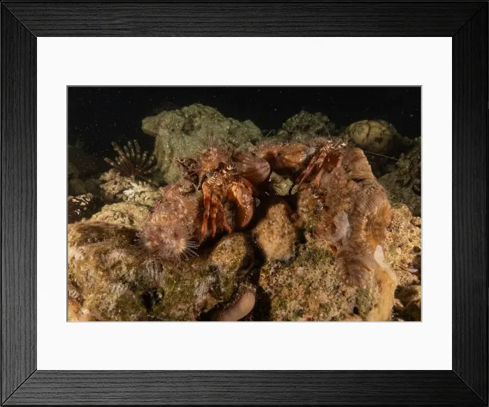 Framed Print : Hermit Crab in the Red Sea Colorful and beautiful, Eilat Israel Framed Print : Hermit Crab in the Red Sea Colorful and beautiful, Eilat Israel