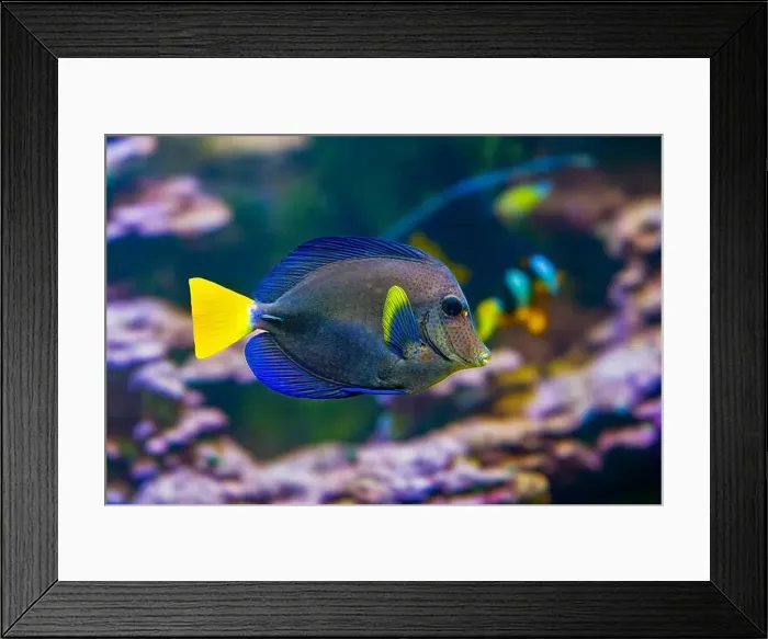 Framed Print : Purple tang fish Zebrasoma xanthurum Marine reef fish also known as Yellowtail Sailfin Tang Dist Red Sea Arabian Sea Framed Print : Purple tang fish Zebrasoma xanthurum Marine reef fish also known as Yellowtail Sailfin Tang Dist Red Sea Arabian Sea