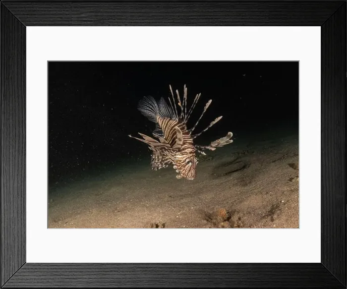 Framed Print : Lionfish in the Red Sea colorful fish, Eilat Israel Framed Print : Lionfish in the Red Sea colorful fish, Eilat Israel