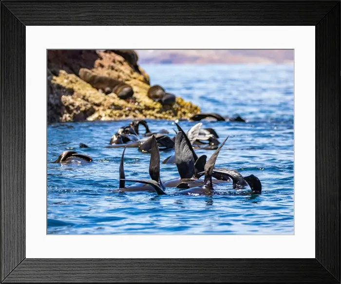 Framed Print : Guadalupe fur seals (Arctocephalus townsendi) Framed Print : Guadalupe fur seals (Arctocephalus townsendi)