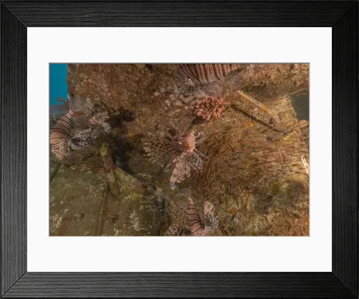 Framed Print : Lionfish in the Red Sea colorful fish, Eilat Israel Framed Print : Lionfish in the Red Sea colorful fish, Eilat Israel