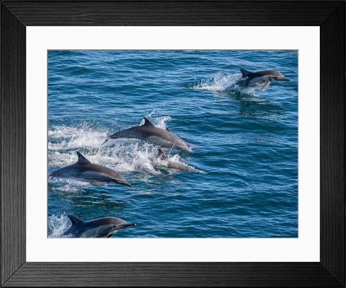 Framed Print : A long-beaked common dolphin pod (Delphinus capensis) Framed Print : A long-beaked common dolphin pod (Delphinus capensis)