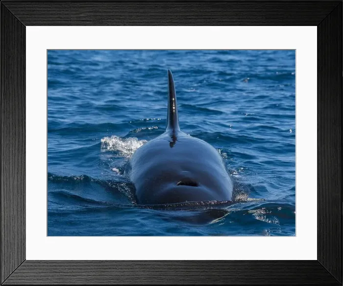 Framed Print : Killer whale pod (Orcinus orca), off Punta Colorada, Isla San Jose, Baja California Sur, Mexico, North America Framed Print : Killer whale pod (Orcinus orca), off Punta Colorada, Isla San Jose, Baja California Sur, Mexico, North America