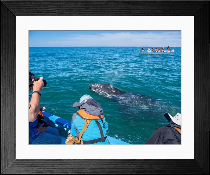 Framed Print : California gray whale calf (Eschrictius robustus) Framed Print : California gray whale calf (Eschrictius robustus)