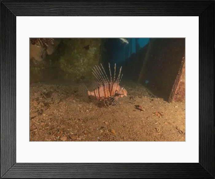 Framed Print : Lionfish in the Red Sea colorful fish, Eilat Israel Framed Print : Lionfish in the Red Sea colorful fish, Eilat Israel