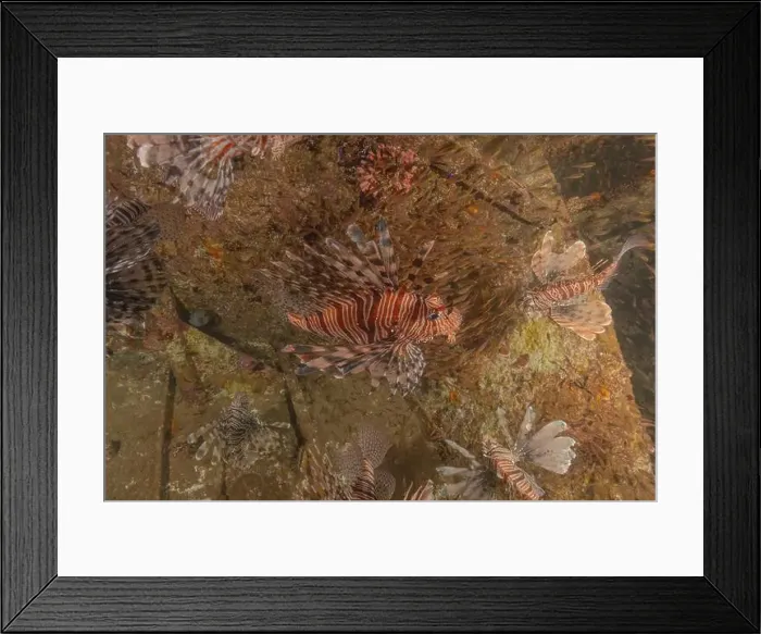 Framed Print : Lionfish in the Red Sea colorful fish, Eilat Israel Framed Print : Lionfish in the Red Sea colorful fish, Eilat Israel