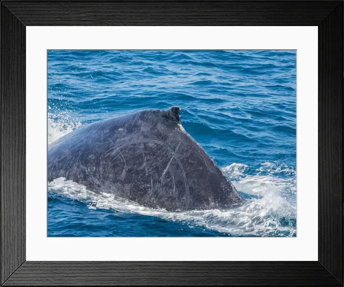 Framed Print : Humpback whale (Megaptera novaeangliae), surfacing off San Jose del Cabo, Baja California Sur, Mexico, North America Framed Print : Humpback whale (Megaptera novaeangliae), surfacing off San Jose del Cabo, Baja California Sur, Mexico, North America