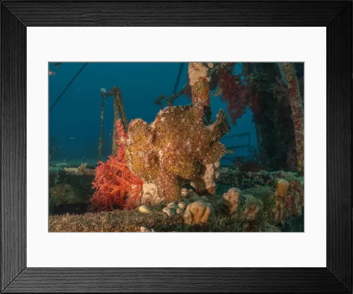 Framed Print : Frogfish swim in the Red Sea, colorful fish, Eilat Israel Framed Print : Frogfish swim in the Red Sea, colorful fish, Eilat Israel