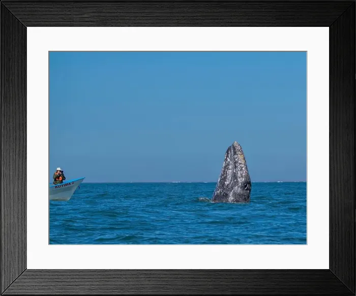 Framed Print : California gray whale (Eschrictius robustus) Framed Print : California gray whale (Eschrictius robustus)