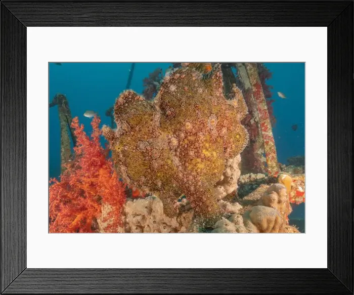 Framed Print : Frogfish swim in the Red Sea, colorful fish, Eilat Israel Framed Print : Frogfish swim in the Red Sea, colorful fish, Eilat Israel