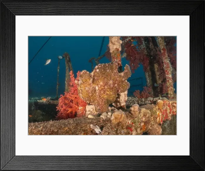 Framed Print : Frogfish swim in the Red Sea, colorful fish, Eilat Israel Framed Print : Frogfish swim in the Red Sea, colorful fish, Eilat Israel