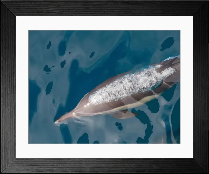 Framed Print : A long-beaked common dolphin (Delphinus capensis), surfacing off Gorda Banks, Baja California Sur, Mexico, North America Framed Print : A long-beaked common dolphin (Delphinus capensis), surfacing off Gorda Banks, Baja California Sur, Mexico, North America